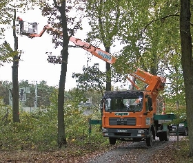 Baumpflegearbeiten mit Arbeitsbühne