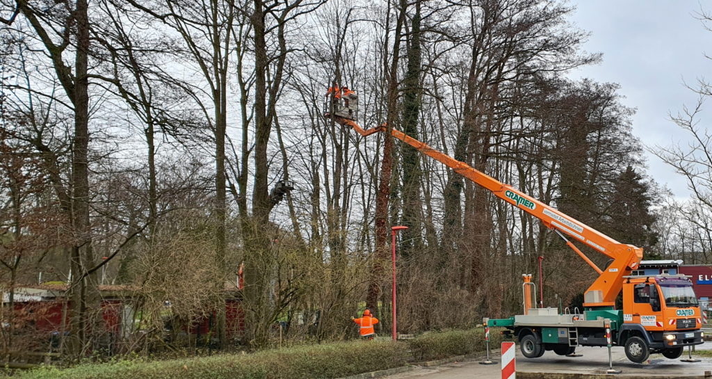 Pielęgnacja drzew przycinających T 27 K